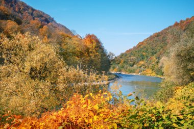 Sonbahar güneşli bir günde dağ nehri. Doğa manzarası. Karpat Dağları, Avrupa