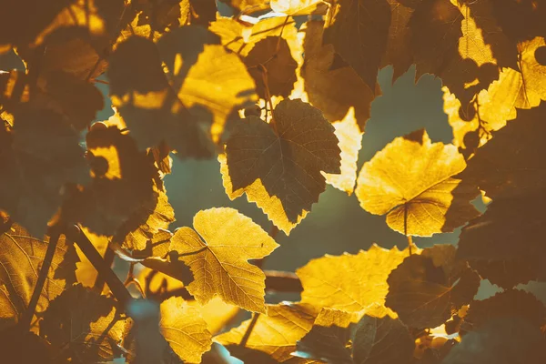Złote Liście Winorośli Jesienią Kontekst Natury — Zdjęcie stockowe