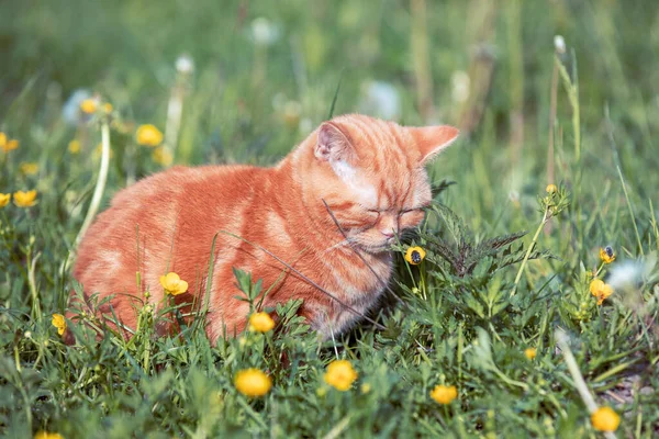 Small Ginger Kitten Sitting Flower Lawn Cat Enjoying Spring — Stock Photo, Image