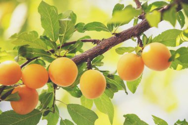 Meyve bahçesinde olgun sarı erik dalı