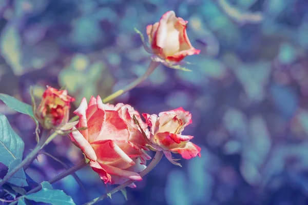 Урожай Квітучих Троянд Саду Фон Природи — стокове фото