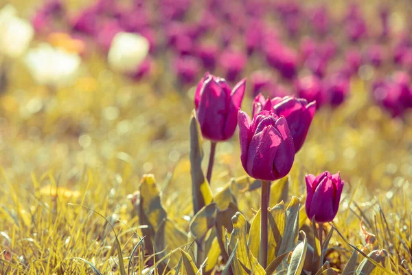 Tulipany Kwitną Ogrodzie Wybiórcze Skupienie Wiosenna Przyroda — Zdjęcie stockowe