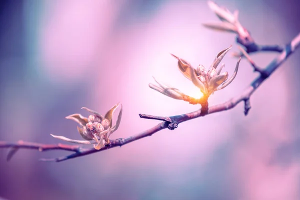 Branches Poirier Fleurs Printemps Nature — Photo