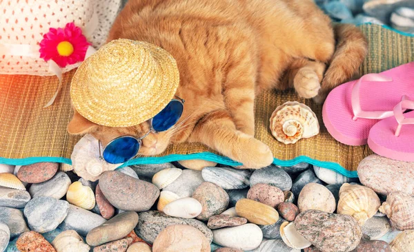 Retrato Jengibre Divertido Gato Taquigrafía Británica Lleva Gafas Sol Sombrero —  Fotos de Stock