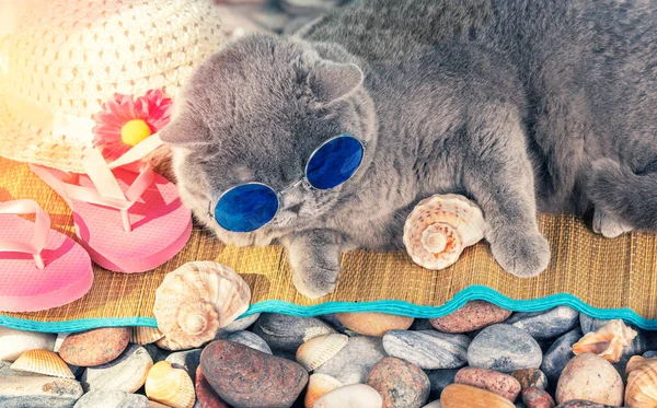 Portrait Funny Blue British Shorthair Cat Sunglasses Lying Pebble Beach — Stock Photo, Image