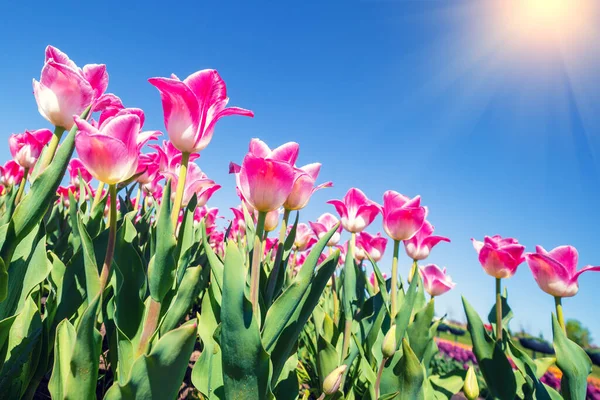 Wiosną Pole Tulipanów Różowe Tulipany Kwitnące Pod Błękitnym Niebem Kwiatowy — Zdjęcie stockowe