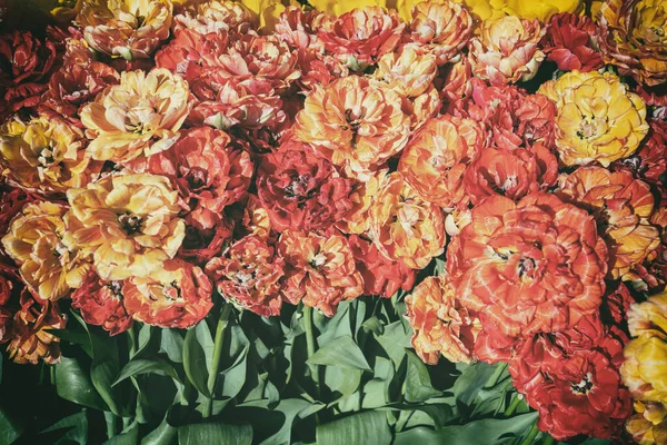 Квітучі Тюльпани Подвійна Краса Апельдорна Саду — стокове фото