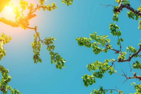 Maulbeerzweige Gegen Den Blauen Himmel — Stockfoto