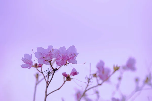 Bahçede Pembe Gökyüzüne Karşı Rhododendron Çiçekleri — Stok fotoğraf