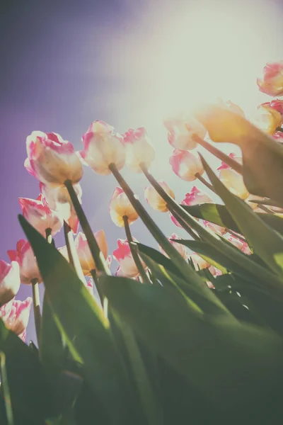 Винтажное Поле Тюльпанов Весной Белые Розовые Тюльпаны Цветущие Голубом Небе — стоковое фото