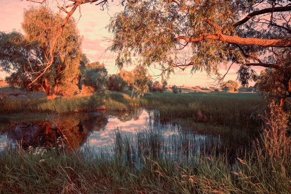 Early Morning Small Pond Dawn Old Willows Shore — Stock Photo, Image