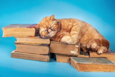 Kitapların üzerinde uyuyan gözlüklü komik iş kedisi. Mavi bir arka planda eski kitap yığınının üzerinde yatan kedi.