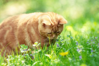 Kızıl kedi yaz bahçesinde çimlerde yürüyor.