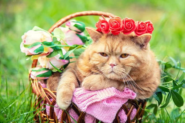 Симпатичная Рыжая Британская Короткошерстная Кошка Отдыхает Корзине Траве Весеннем Саду — стоковое фото