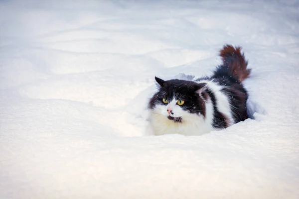 Black White Cat Walking Deep Snow — Stock Photo, Image