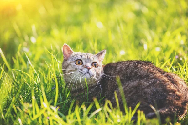 Young Cat Lying Grass Summer — Stock Photo, Image