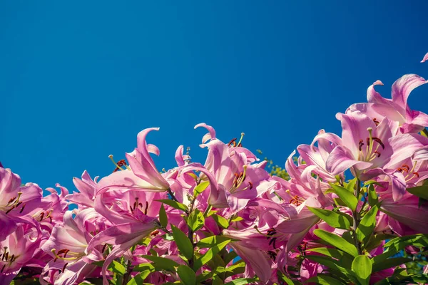Blooming Pink Lilies Blue Sky — Foto Stock