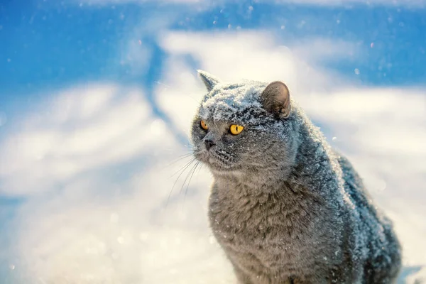 Blue British Shorthair Cat Sitting Outdoors Winter — Stockfoto