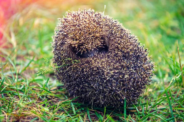 Wild Hedgehog Lying Grass Hedgehog Rolled — Stockfoto