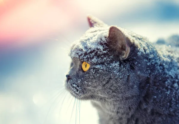 Портрет Голубой Британской Короткошерстной Кошки Сидящей Улице Зимой — стоковое фото
