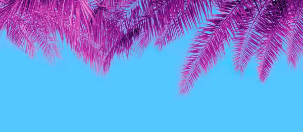 Palm Tree Leaves Blue Sky Background Horizontal Banner — Foto Stock