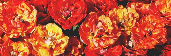 Blooming Tulips Double Beauty Apeldoorn Garden Horizontal Banner — Stockfoto