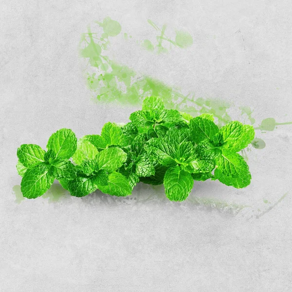 Watercolor Painting Fresh Green Mint Leaves —  Fotos de Stock