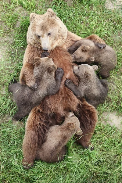 Osos pardos con bebés —  Fotos de Stock