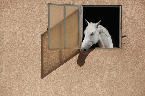 Cavallo bianco — Foto Stock