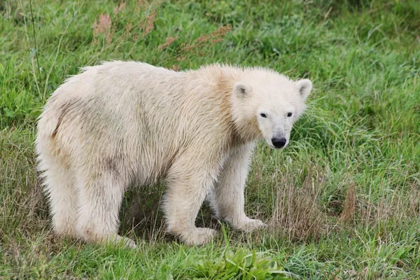 Bebé oso polar — Foto de Stock