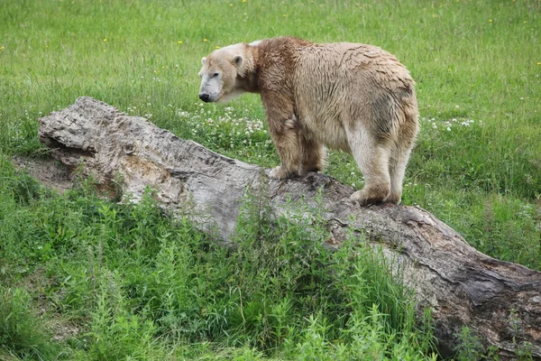 Eisbär auf einem Baum — Stockfoto