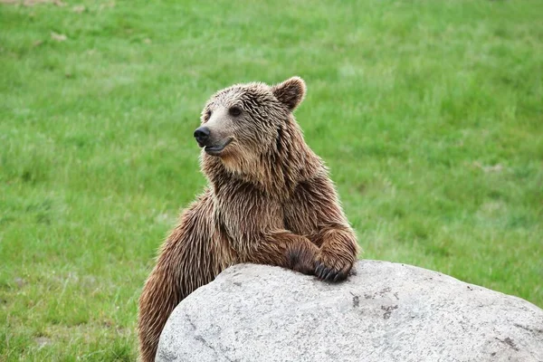 Braunbär Der Natur — Stockfoto