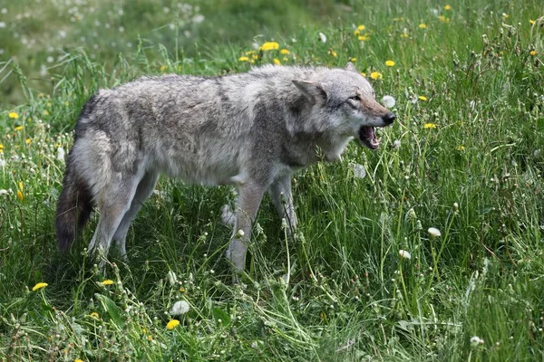 自然の中で狼の肖像 — ストック写真