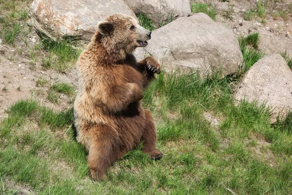 自然界中的棕熊 — 图库照片