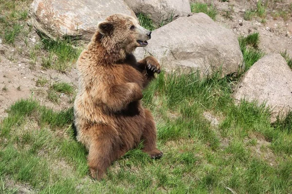 Urso Marrom Natureza — Fotografia de Stock