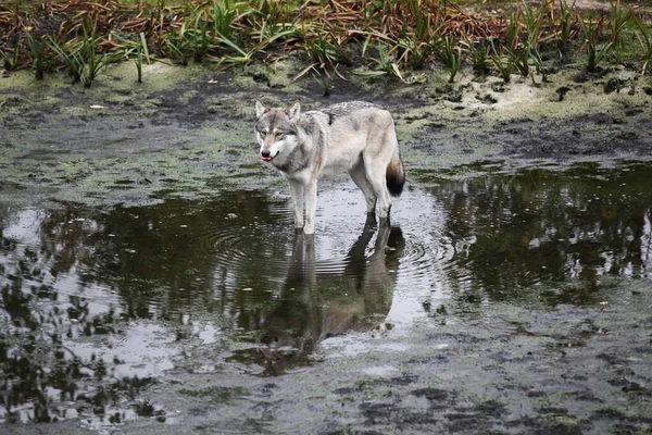Wolf Walking Water — ストック写真