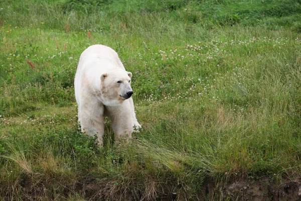 自然の中で白いシロクマ — ストック写真