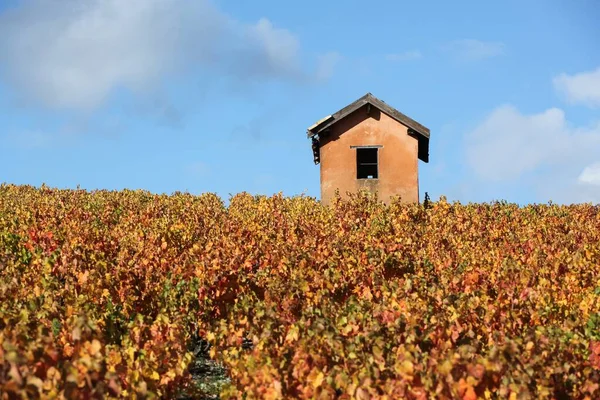 Vineyards Morgon Beaujolais Autumn Season France — Stock Photo, Image