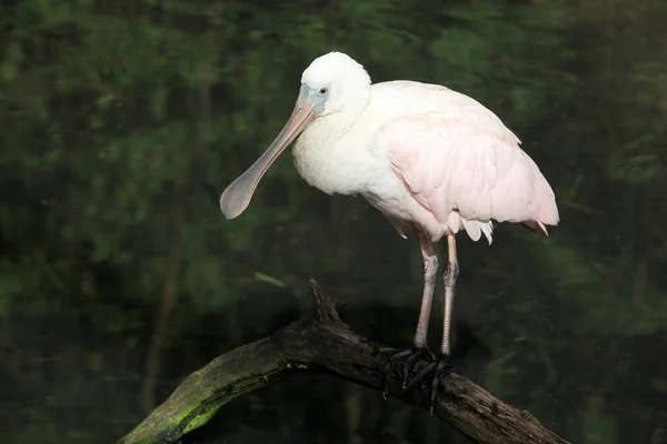 Portrait Spoonbill Water — Stock Photo, Image