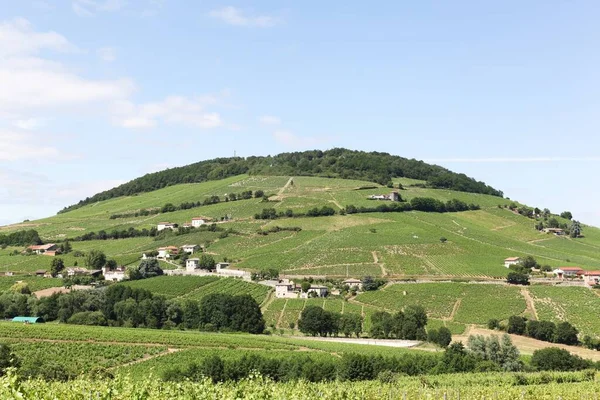 Widok Mont Brouilly Winnice Beaujolais Francja — Zdjęcie stockowe