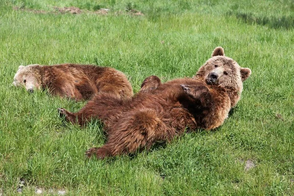 Jovem Urso Marrom Com Sua Mãe — Fotografia de Stock