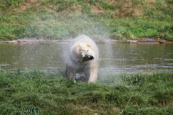 北极熊从水里出来了 — 图库照片