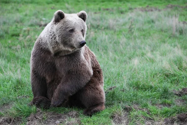 Urso Marrom Natureza — Fotografia de Stock