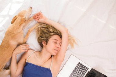 Beyaz yatakta tazı köpeği