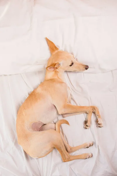 Greyhound Dog White Bed — Stock Photo, Image