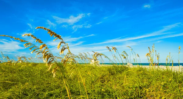 Crandon park spiaggia — Foto Stock