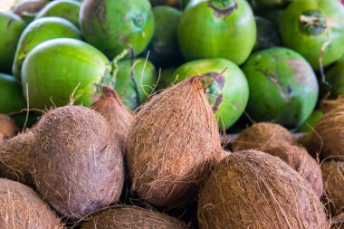 Coconuts clipart