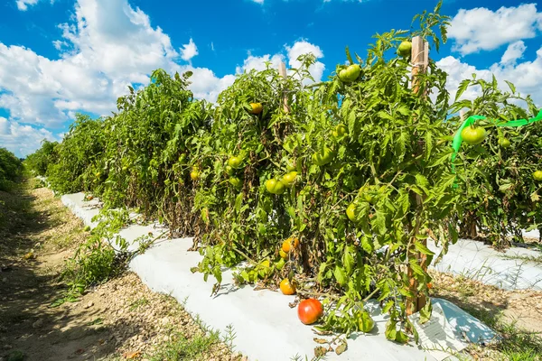 Tomatenpflanzen — Stockfoto