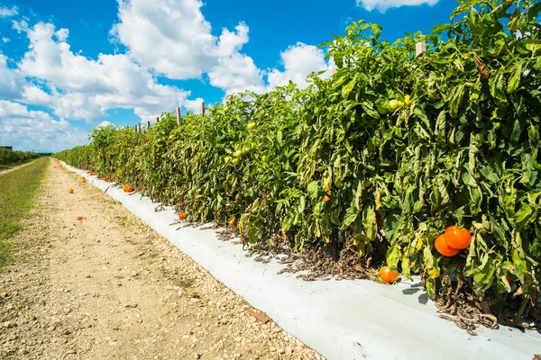 Tomatenpflanzen — Stockfoto