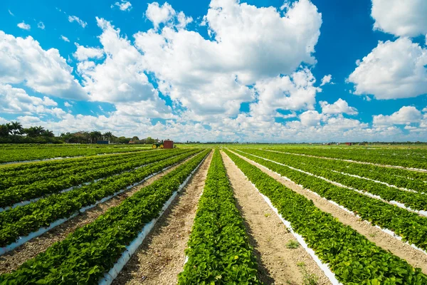 Piante di fragole — Foto Stock